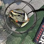 Jarski * Стенжица